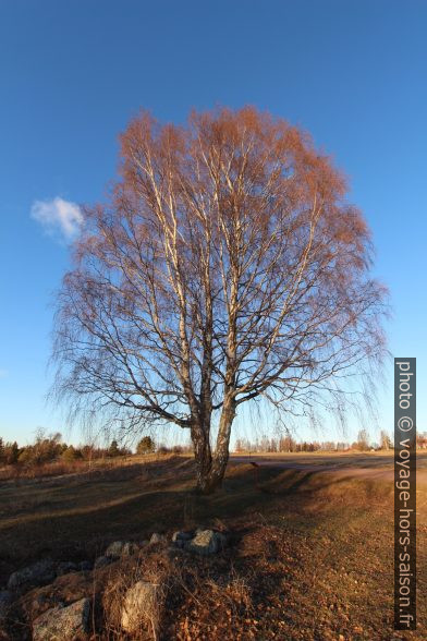 Grand bouleau. Photo © André M. Winter