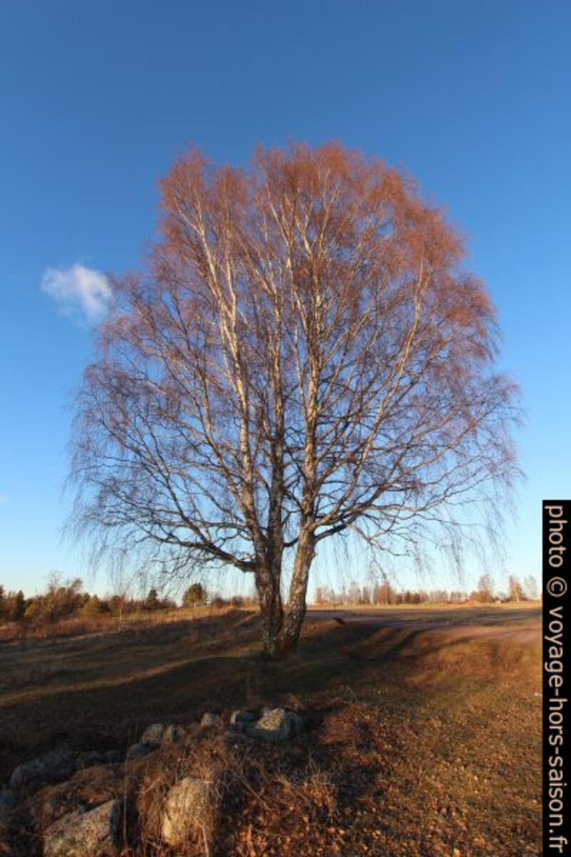Grand bouleau. Photo © André M. Winter
