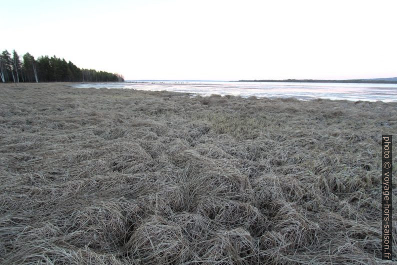 Herbes gelées au bord du Lac Siljan. Photo © André M. Winter