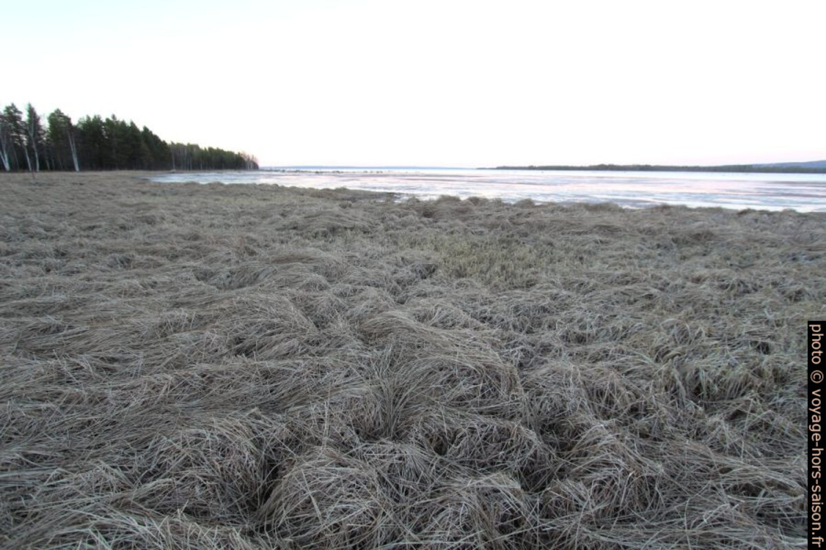 Herbes gelées au bord du Lac Siljan. Photo © André M. Winter