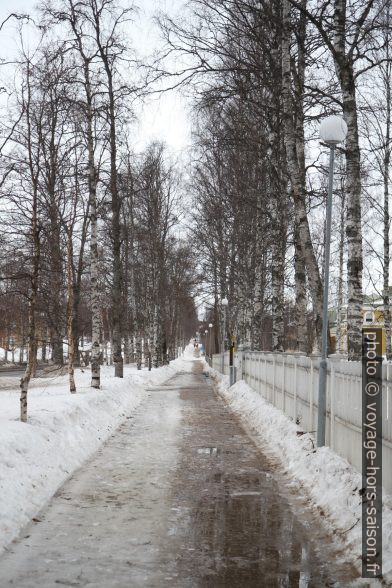Double allée de bouleaux le long de la rue Storgatan. Photo © Alex Medwedeff