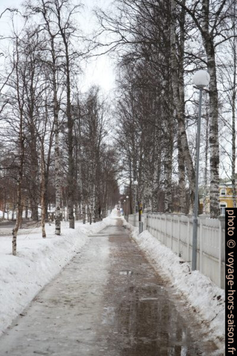 Double allée de bouleaux le long de la rue Storgatan. Photo © Alex Medwedeff