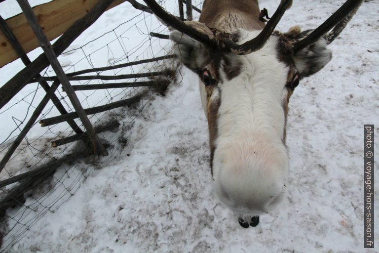 Renne curieux. Photo © André M. Winter