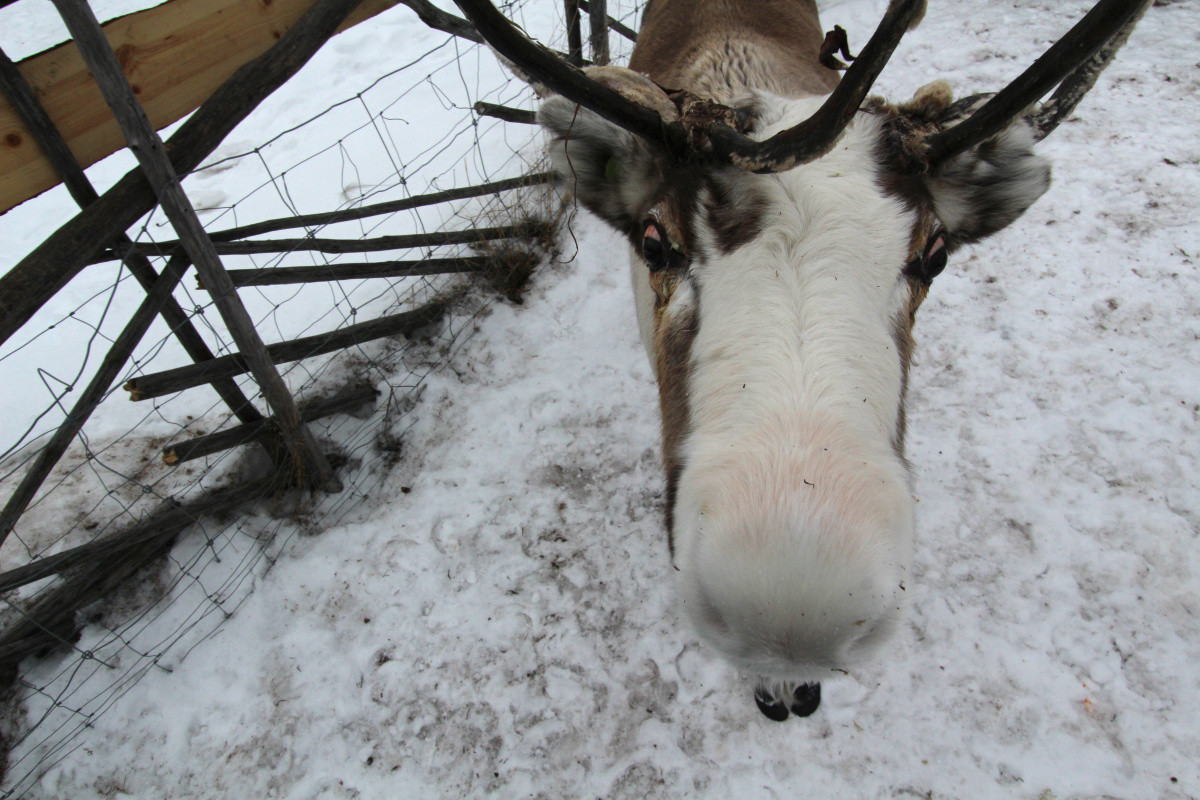Renne curieux. Photo © André M. Winter