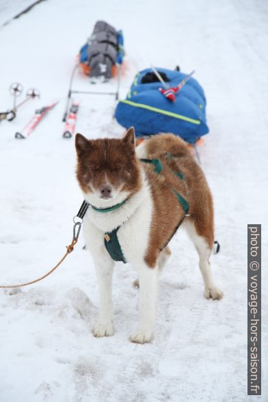 Chien de traîneau. Photo © Alex Medwedeff