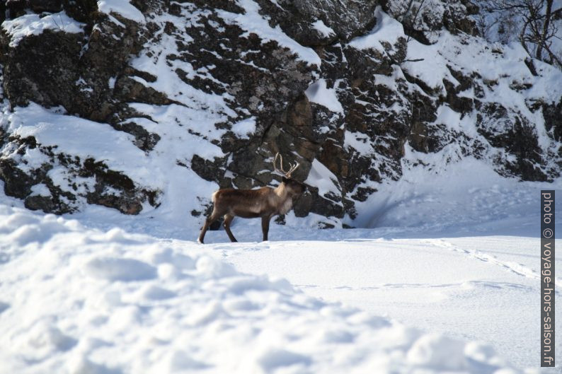 un renne au bord de la route. Photo © Alex Medwedeff