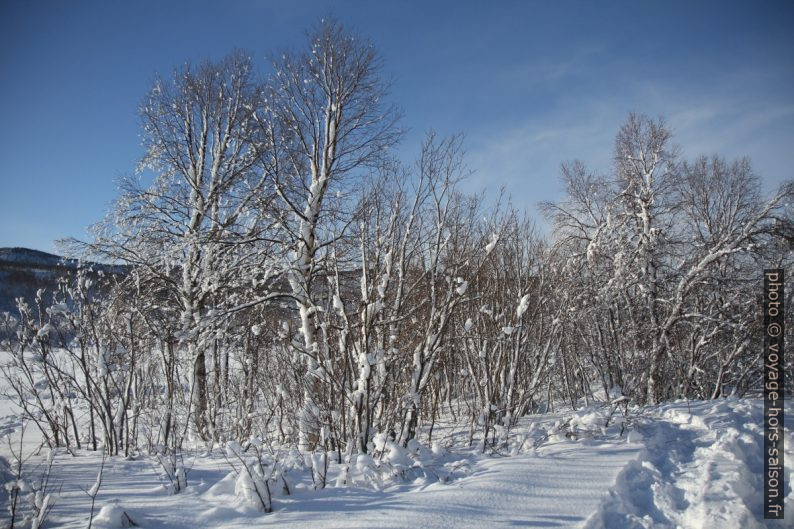 Neige collé sur les arbres par le vent. Photo © Alex Medwedeff