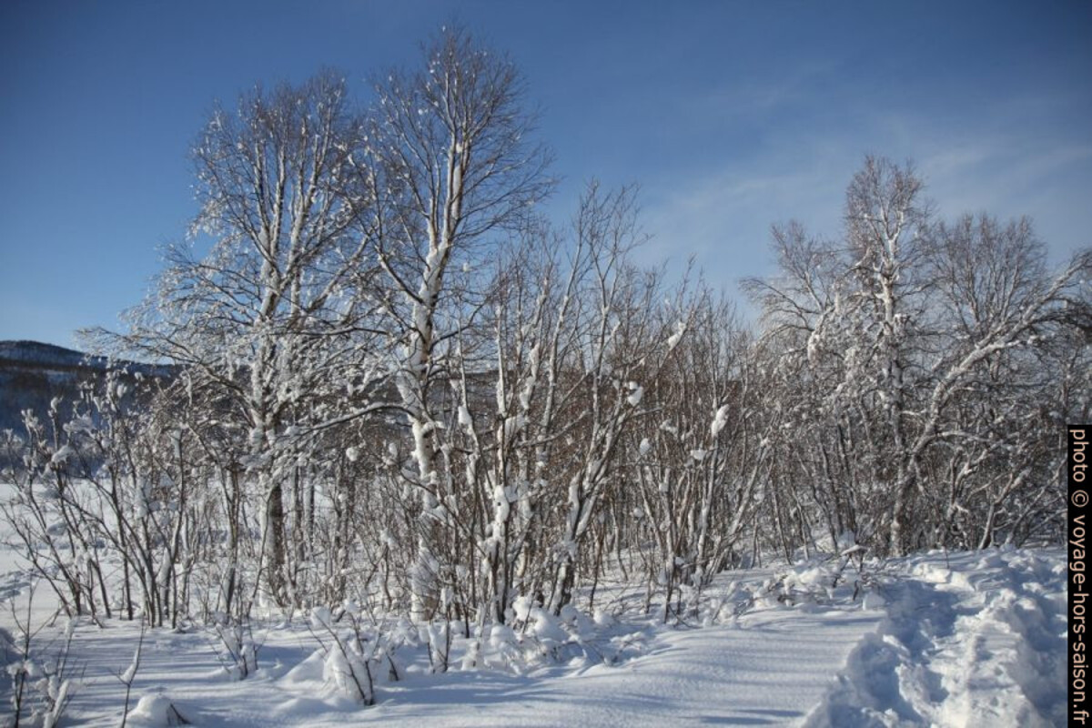 Neige collé sur les arbres par le vent. Photo © Alex Medwedeff