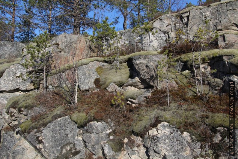 Des épineux miniatures et des mousses sur granit