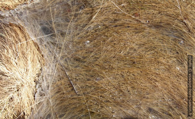 Herbe dorée dans un bloc de glace