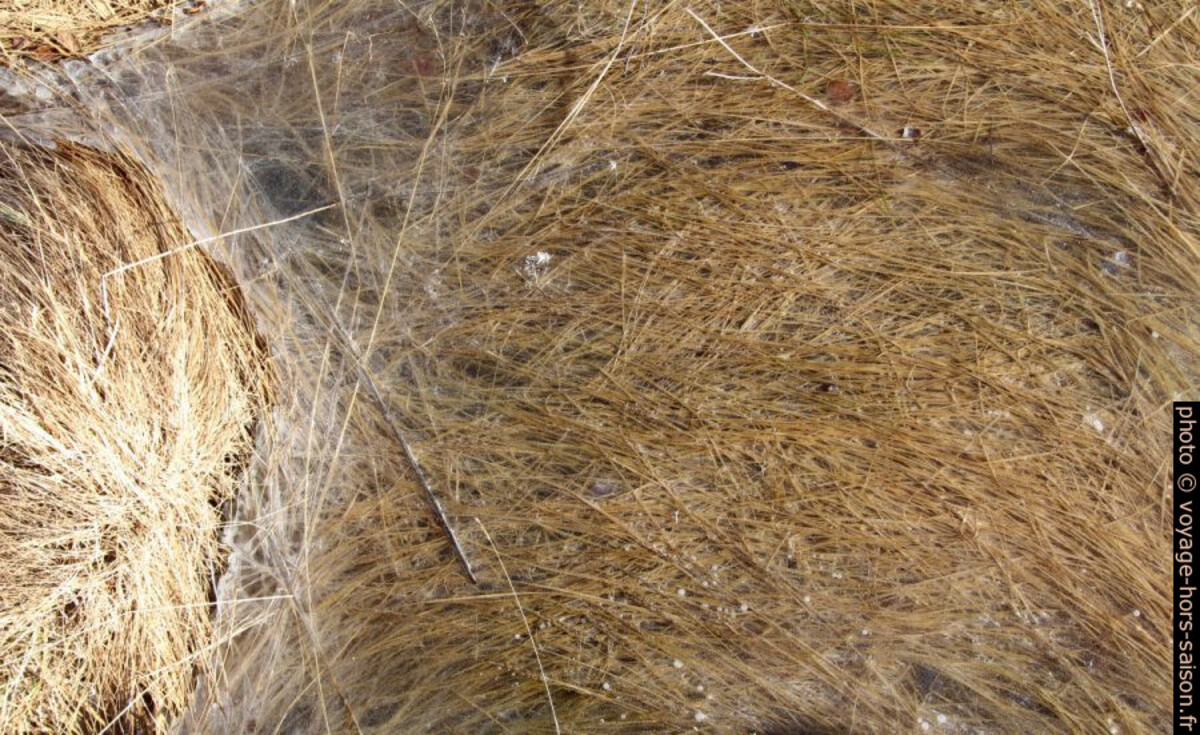 Herbe dorée dans un bloc de glace