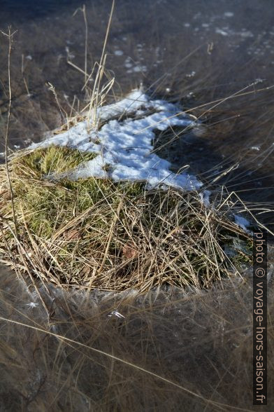 Touffe d'herbe dorée entourée de glace