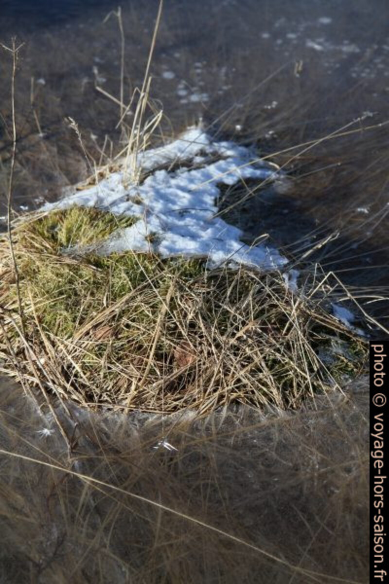 Touffe d'herbe dorée entourée de glace