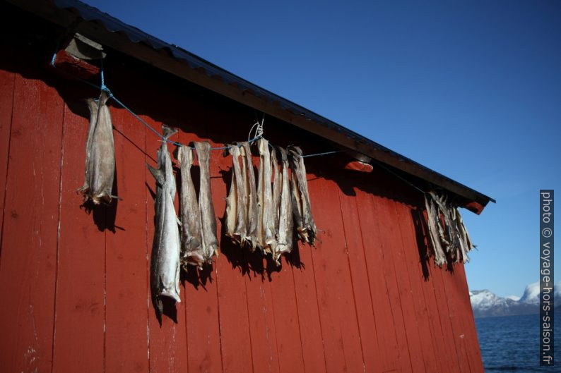 Poisson mis à sécher sur un abri de bateau