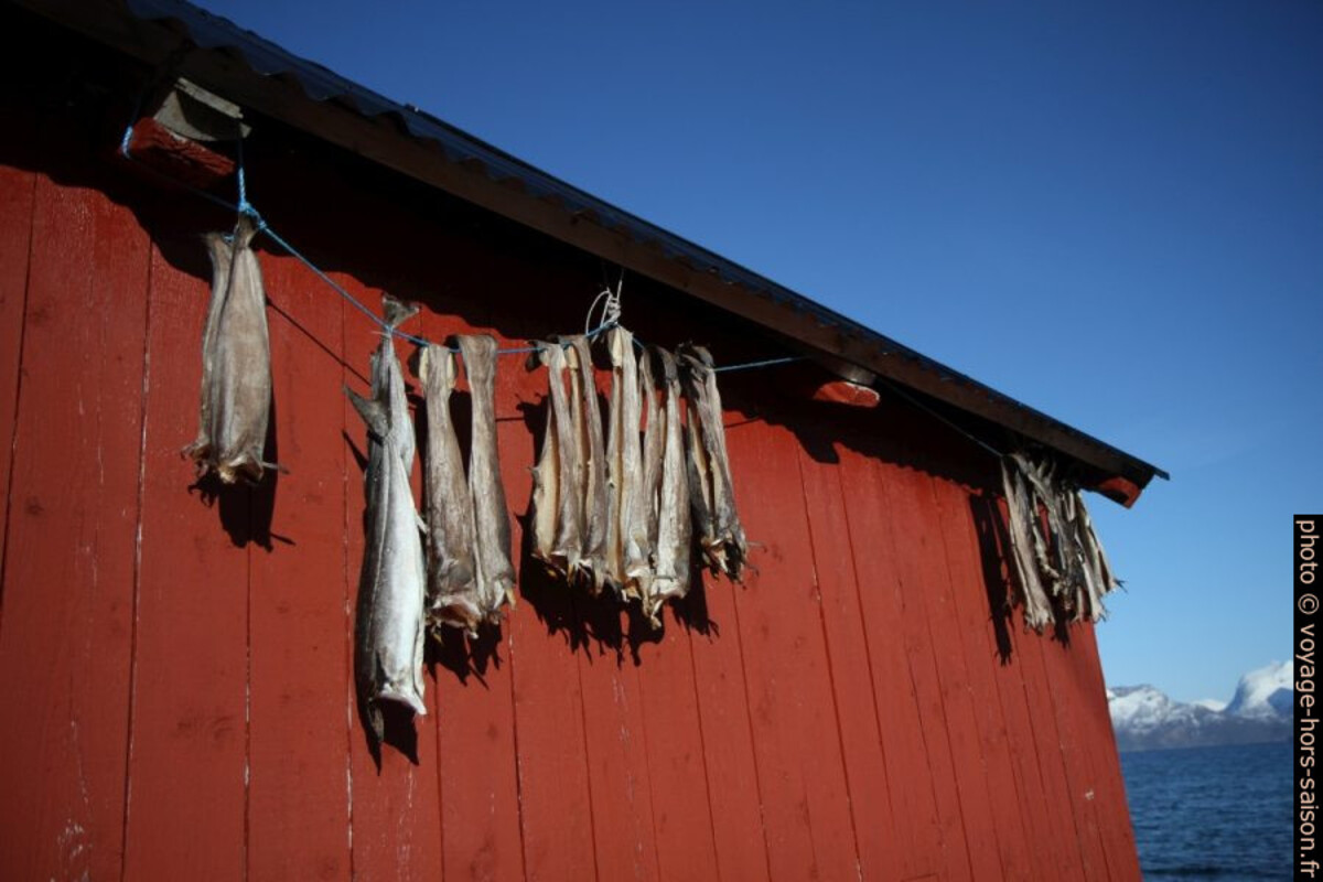 Poisson mis à sécher sur un abri de bateau