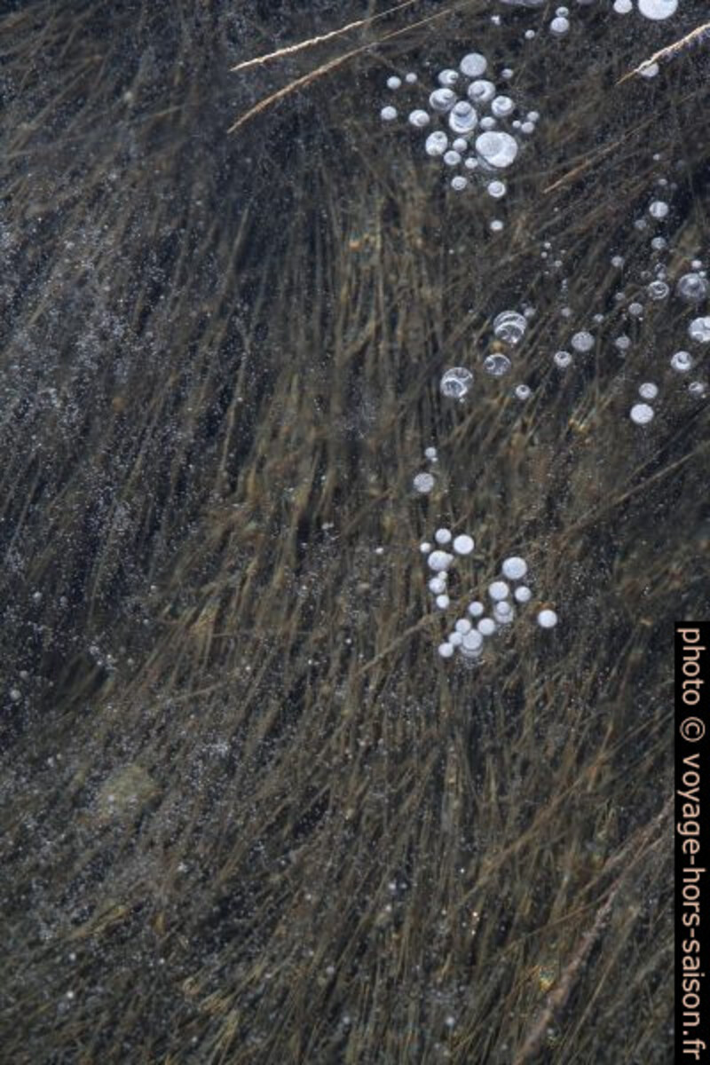 Bulles d'air prises dans une flaque d'eau gelée