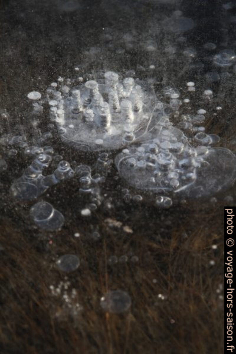 Grandes bulles d'air prises dans une flaque d'eau entièrement gelée