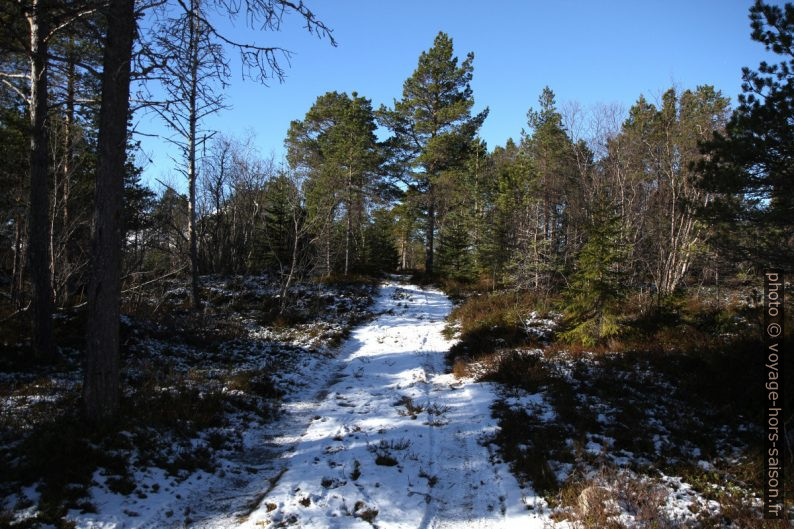 Route forestière en hiver