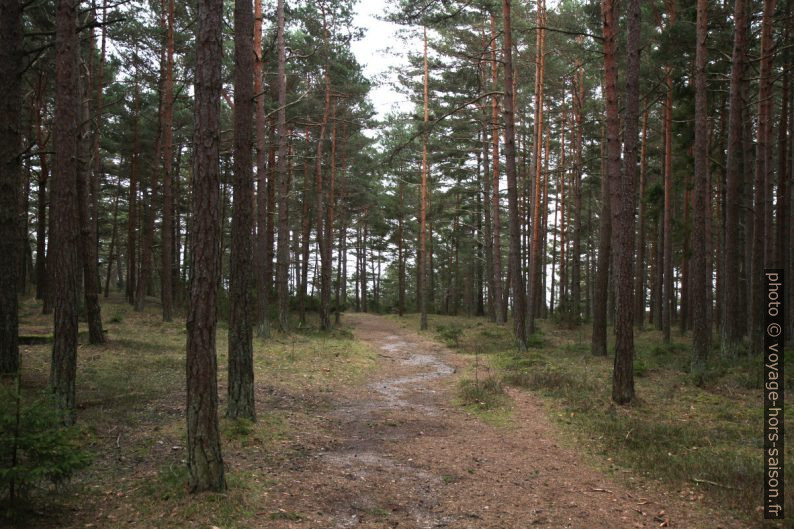 Forêt de Saltö. Photo © Alex Medwedeff