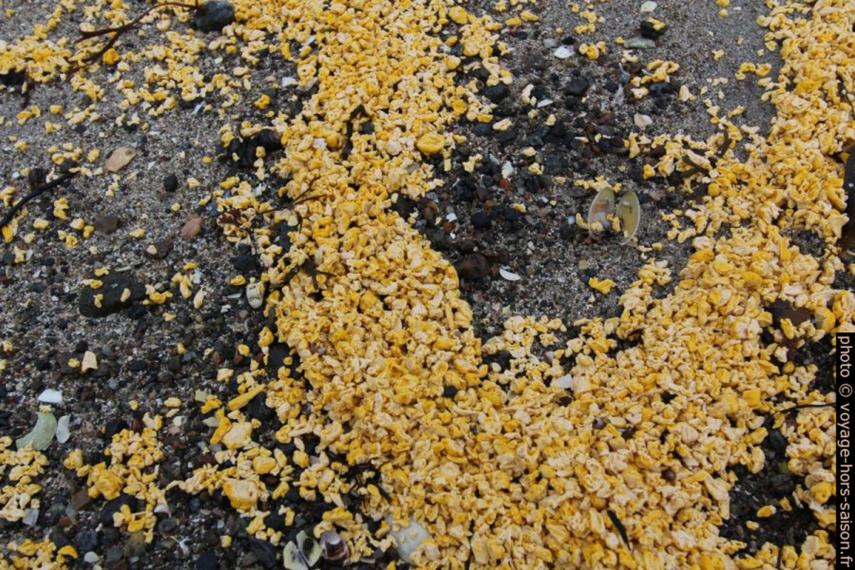 Détail d'une pollution flottante sur une plage au sud de Saltö. Photo © André M. Winter