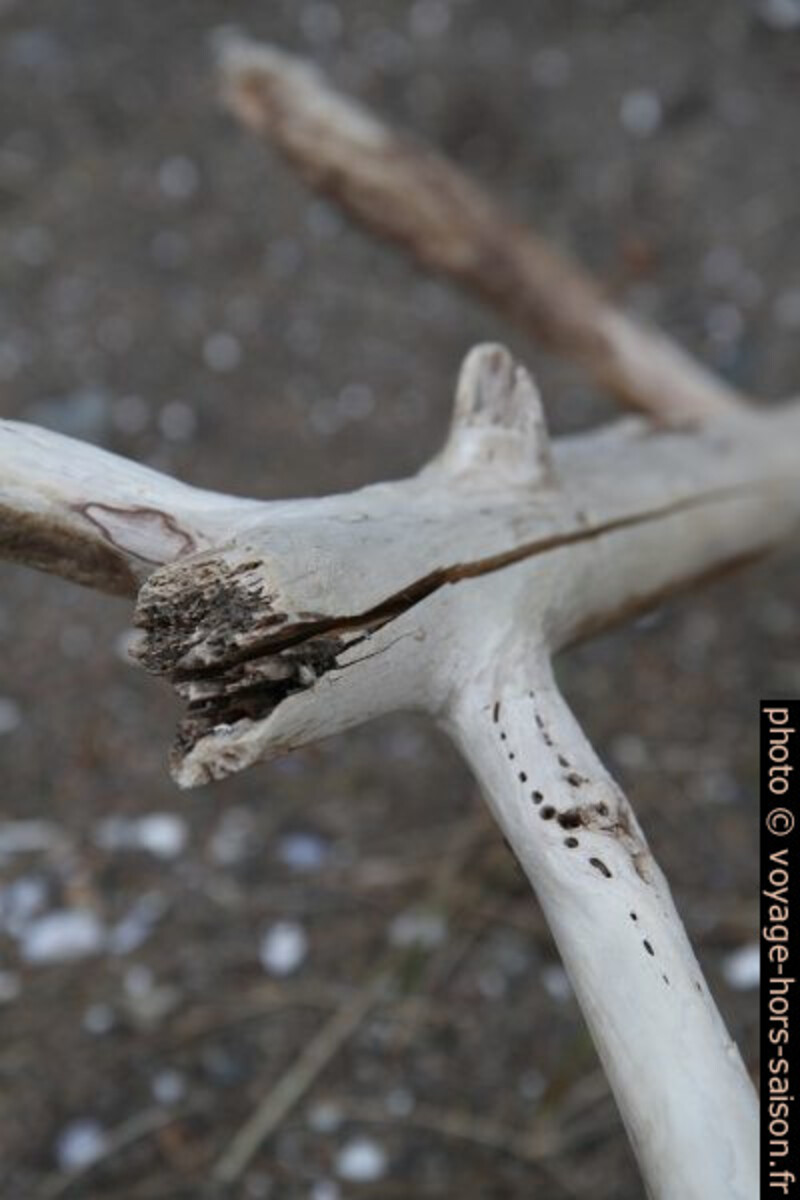 Branche morte. Photo © Alex Medwedeff