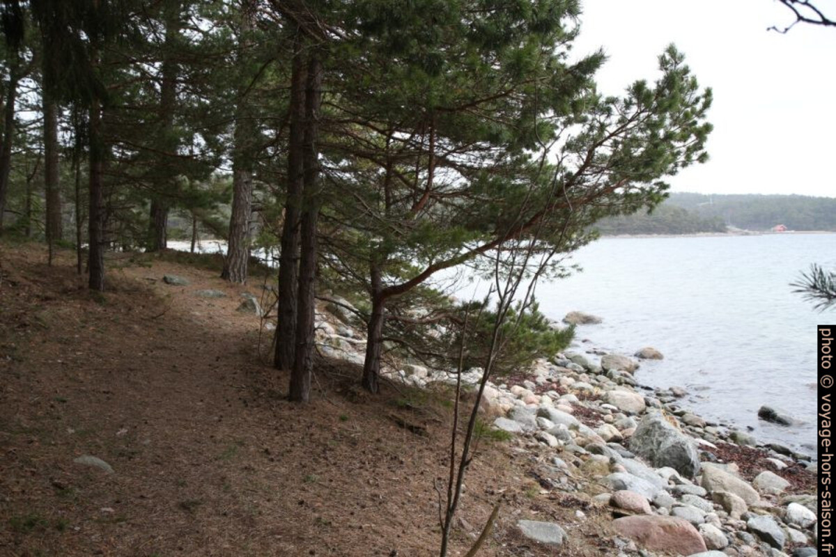 Forêt en bord de mer sur l'île de Saltö. Photo © Alex Medwedeff