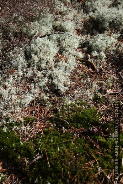 Mousses et lichens. Photo © Alex Medwedeff