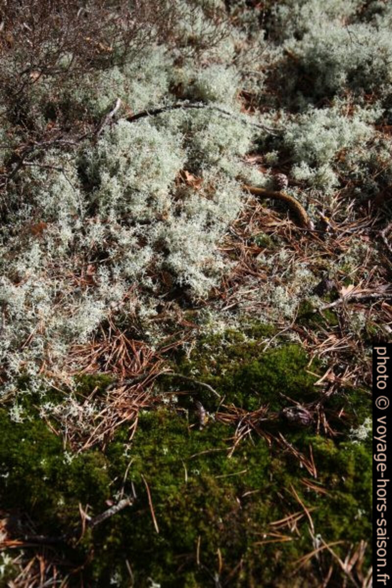 Mousses et lichens. Photo © Alex Medwedeff