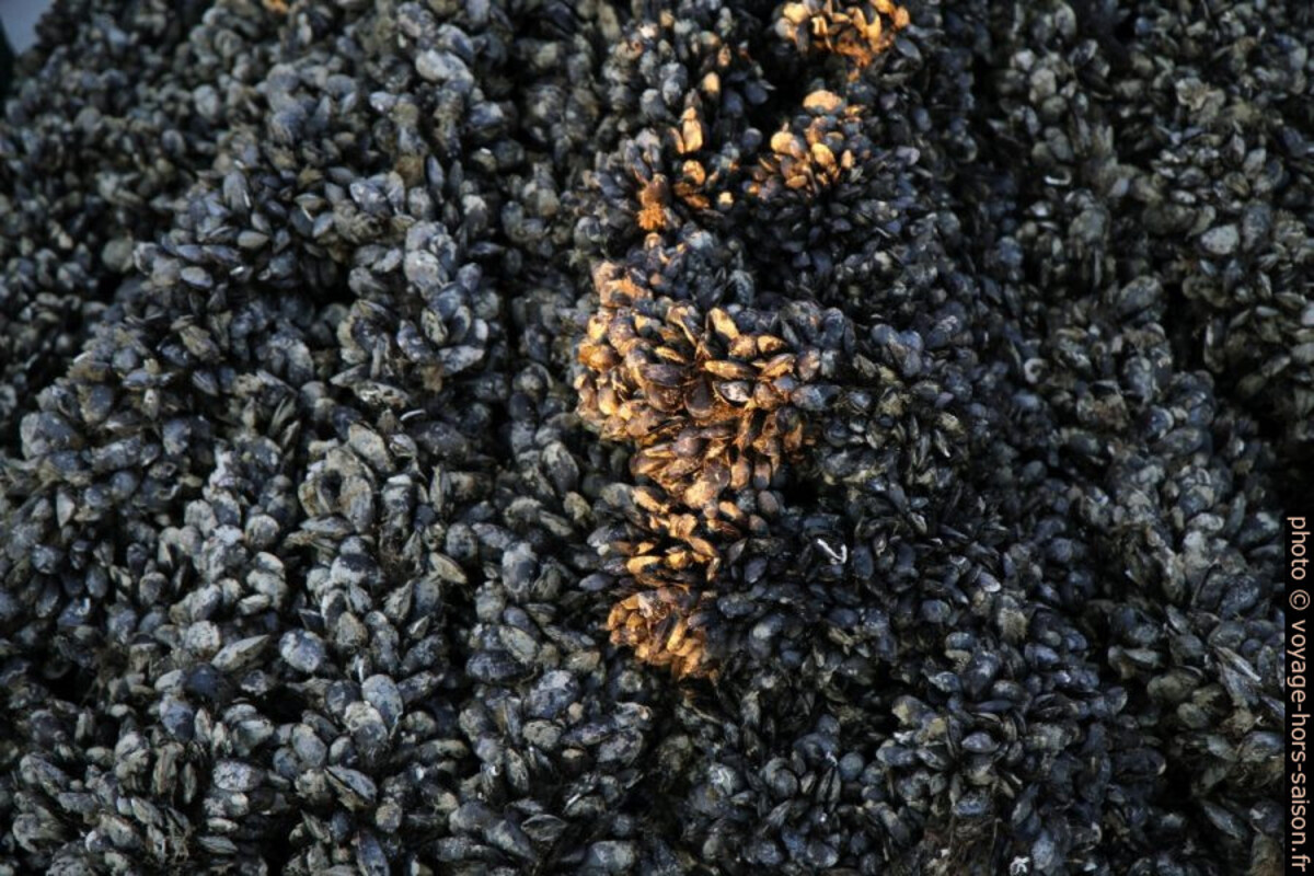 Moules sur un cotre. Photo © Alex Medwedeff