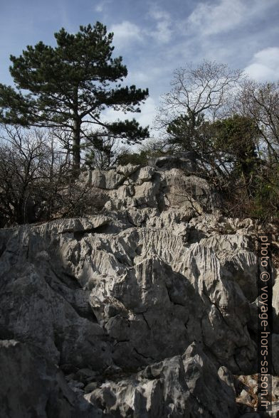 Des pins dans le karst. Photo © Alex Medwedeff