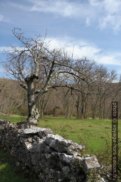 Cerisier et mur en pierre sèche. Photo © Alex Medwedeff