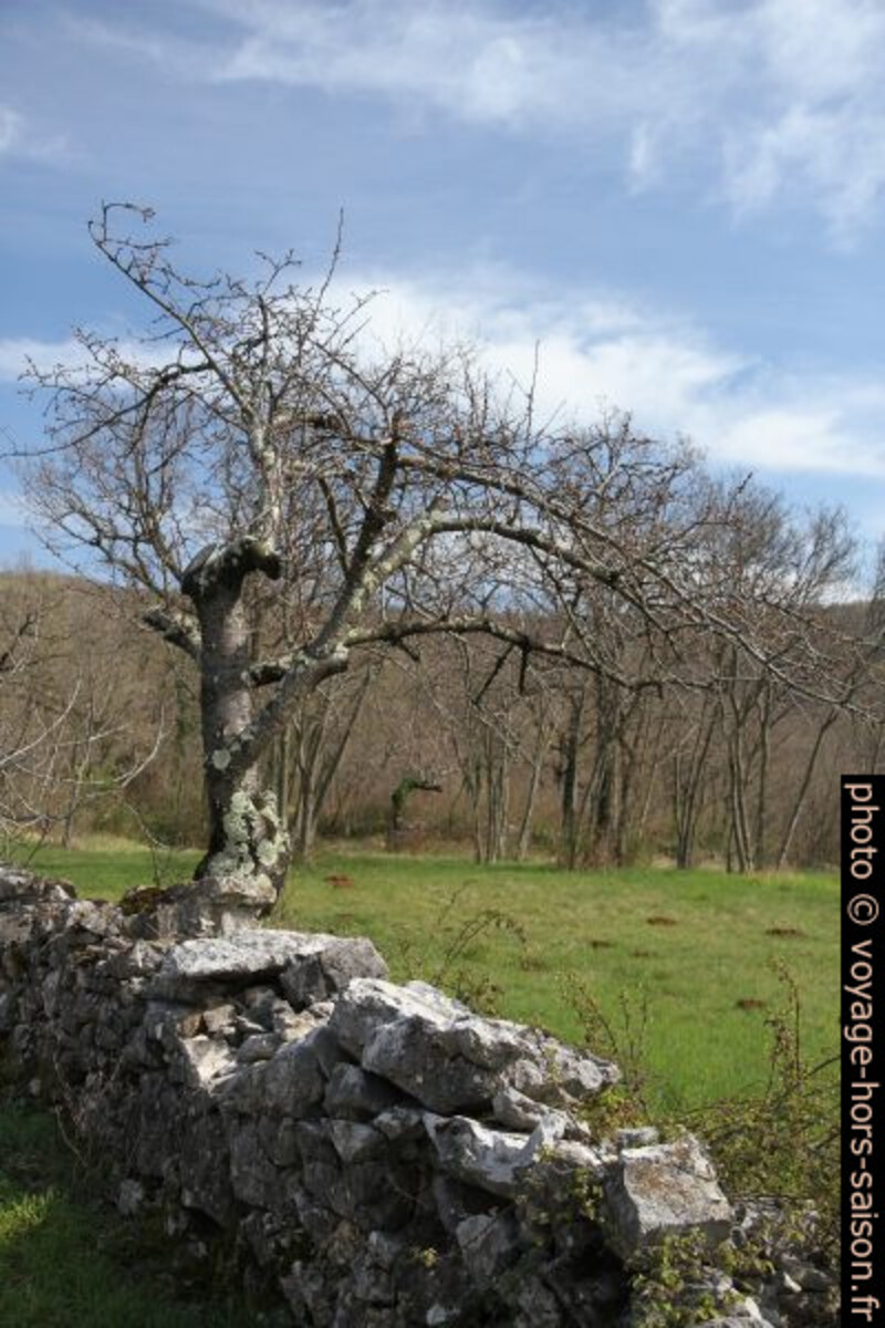 Cerisier et mur en pierre sèche. Photo © Alex Medwedeff