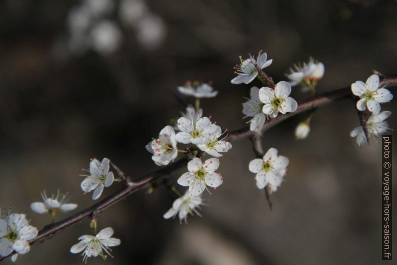 Prunellier en fleurs. Photo © Alex Medwedeff