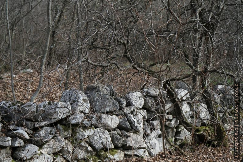 Mur en pierre sèche en forêt. Photo © Alex Medwedeff