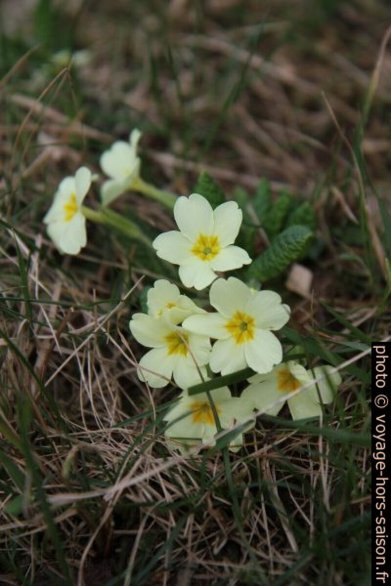 Primevère sans tige en fleurs. Photo © Alex Medwedeff