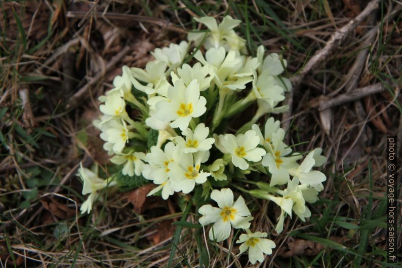 Primevère sans tige en fleurs. Photo © Alex Medwedeff