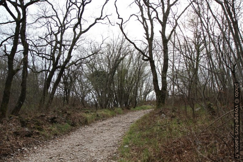 Forêt de chênes verts. Photo © Alex Medwedeff