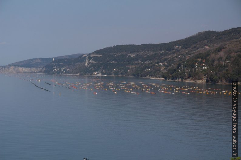 Bancs de moules sur cordes. Photo © André M. Winter