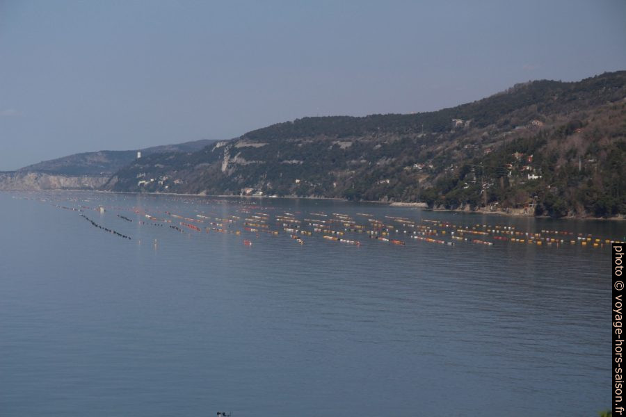 Bancs de moules sur cordes. Photo © André M. Winter