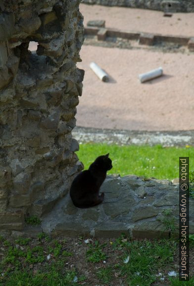 Chat noir dans le théâtre romain de Trieste. Photo © Alex Medwedeff