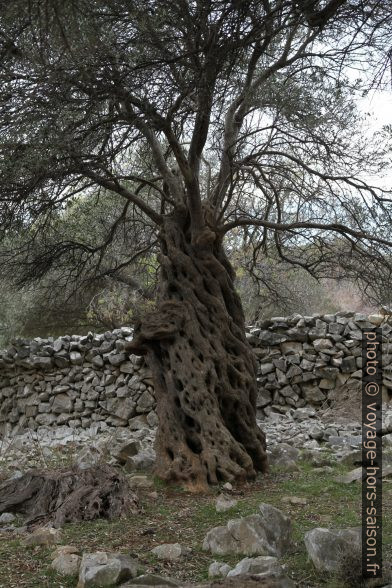 Tronc d'olivier bien plus vieux que les branches productrices. Photo © Alex Medwedeff