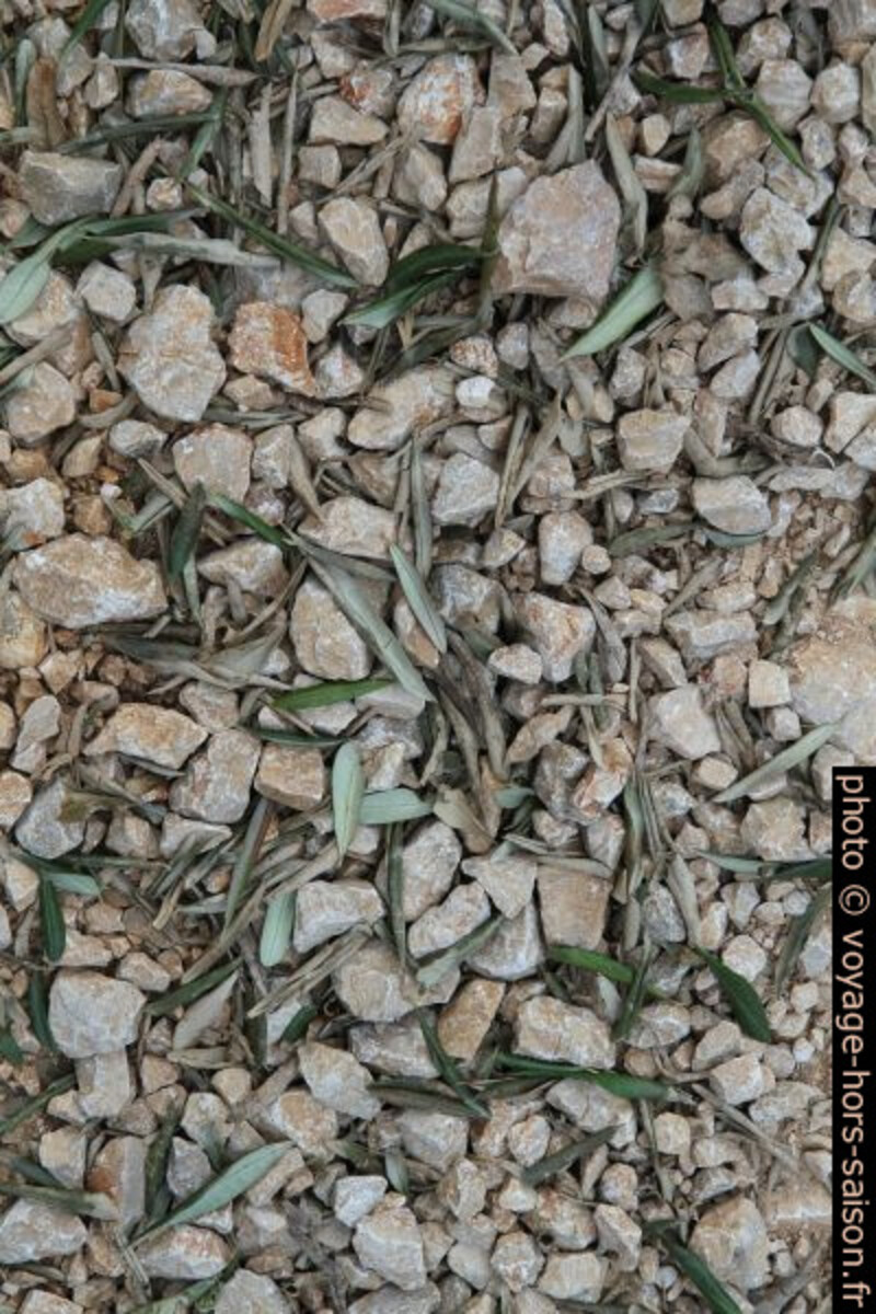 Feuilles d'oliviers tombés sur du gravier calcaire. Photo © Alex Medwedeff