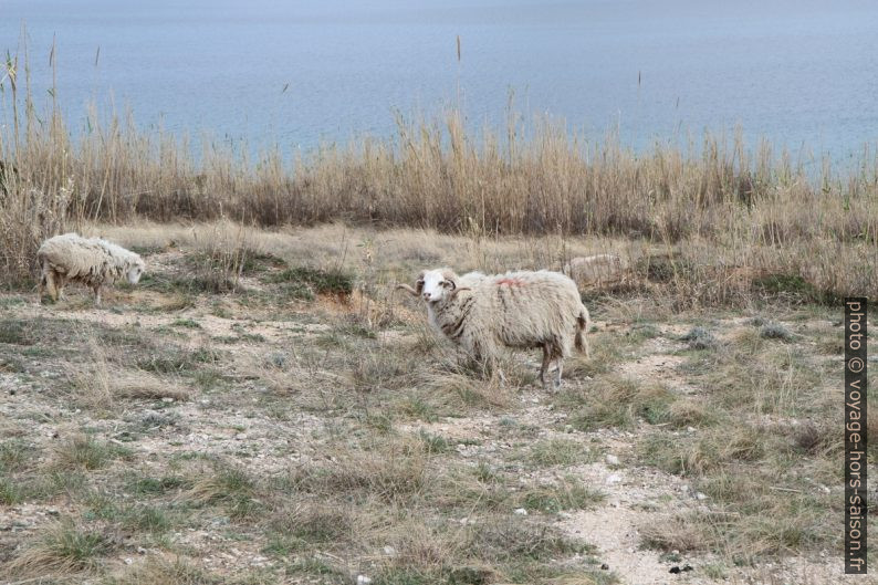 Moutons de l'Île de Pag. Photo © Alex Medwedeff