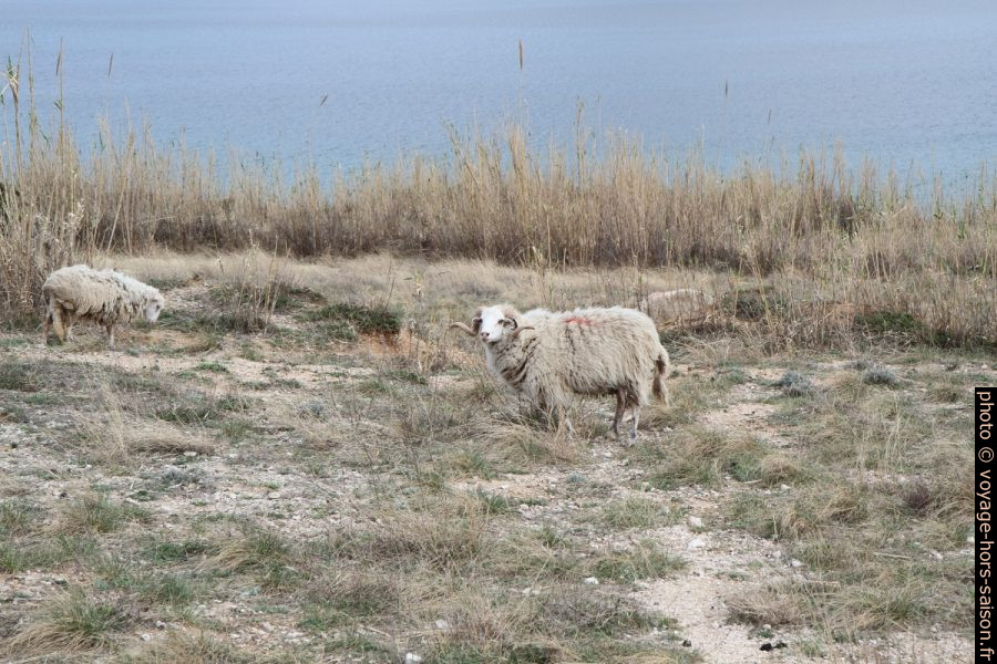 Moutons de l'Île de Pag. Photo © Alex Medwedeff