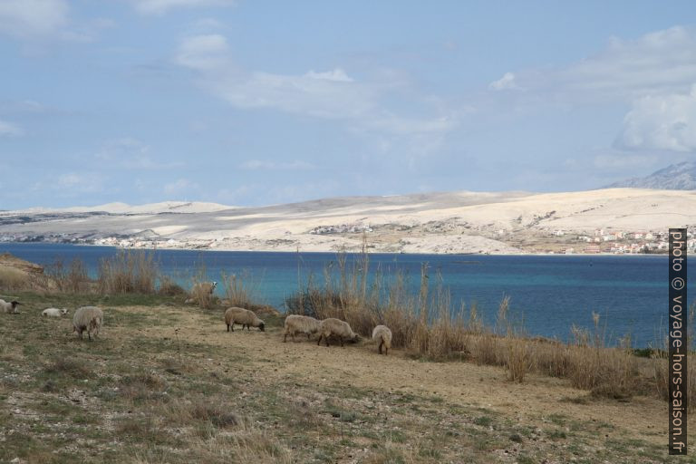 Moutons de Pag. Photo © Alex Medwedeff