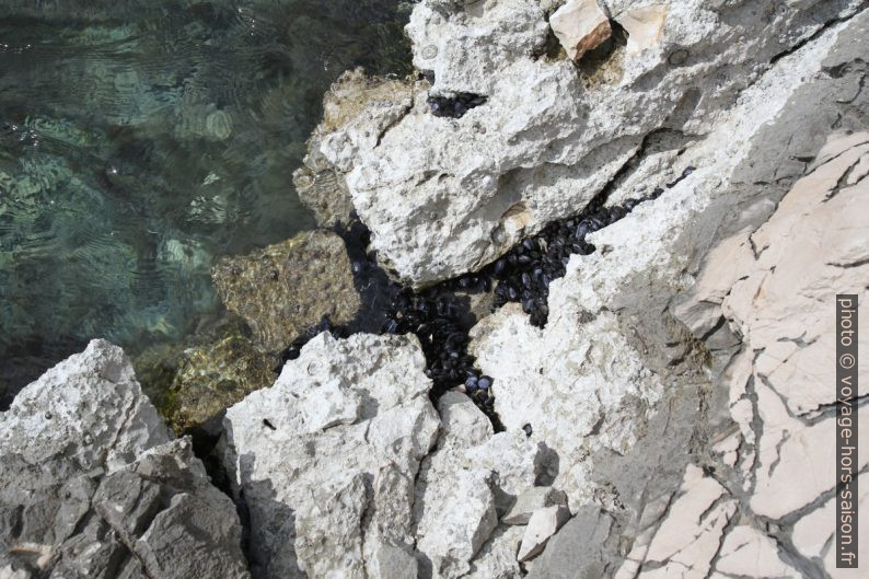 Des moules noires dans le calcaire blanc. Photo © Alex Medwedeff