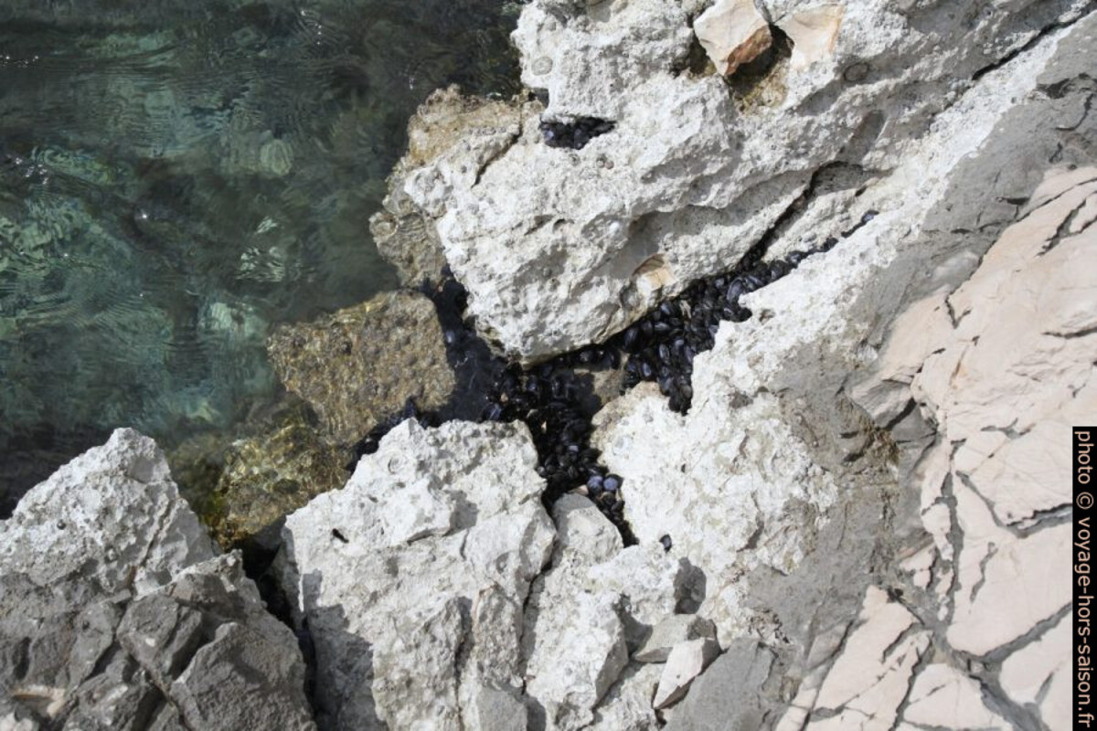 Des moules noires dans le calcaire blanc. Photo © Alex Medwedeff