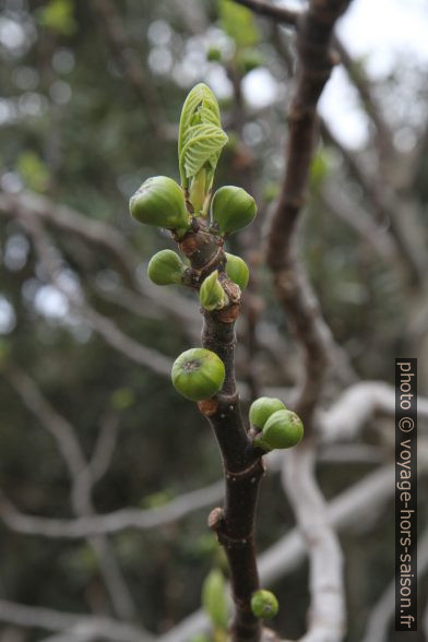 Premières figues au printemps. Photo © Alex Medwedeff