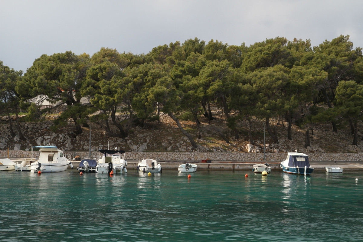 Pinède autour du port de Mandre. Photo © Alex Medwedeff