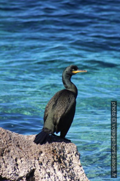 Cormoran huppé sur l'Adriatique. Photo © André M. Winter